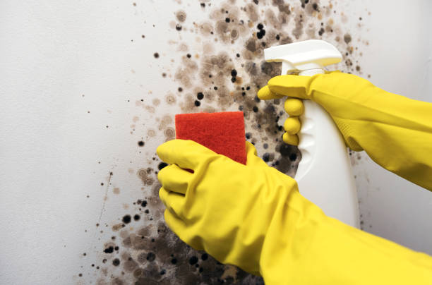Hudson, CO Mold Remediation Company